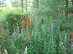 220 Longwood Gardens [2008 August 23]